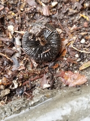 Coprinopsis lagopus