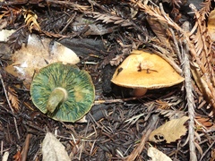 Lactarius rubrilacteus
