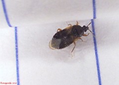 Cimicoidea