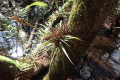 Tillandsia variabilis