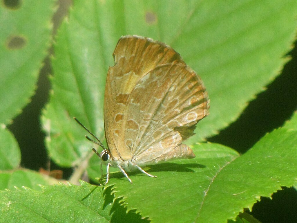 Harvester from Love Ln, Rye, NH 03870, USA on July 31, 2011 at 1124 AM by Stephen Mirick