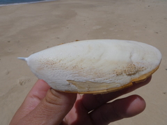 Sepia mestus