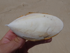 Sepia mestus