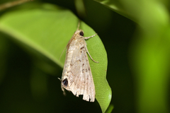 Litoprosopus futilis