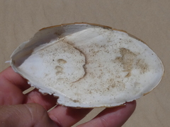 Sepia mestus