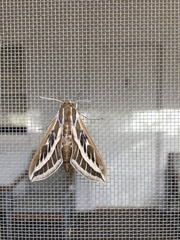 Hyles livornicoides