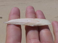 Sepia opipara