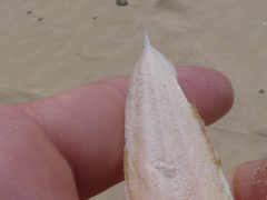 Sepia opipara