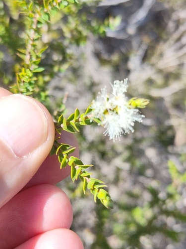 Melaleuca styphelioides
