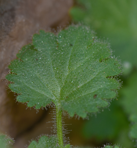 Camptoloma lyperiiflorum image