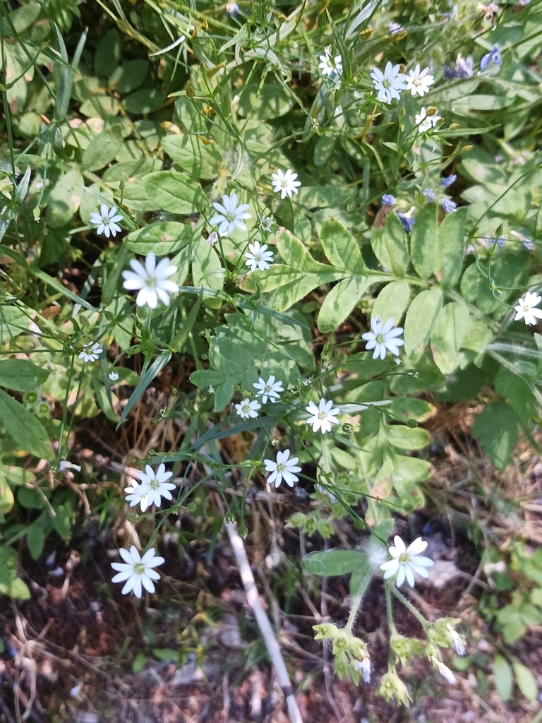 tuber starwort from Joseph, OR 97846, USA on July 21, 2023 at 0115 PM