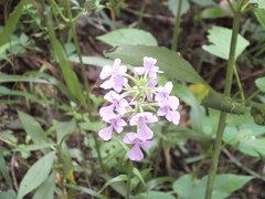 Platanthera peramoena