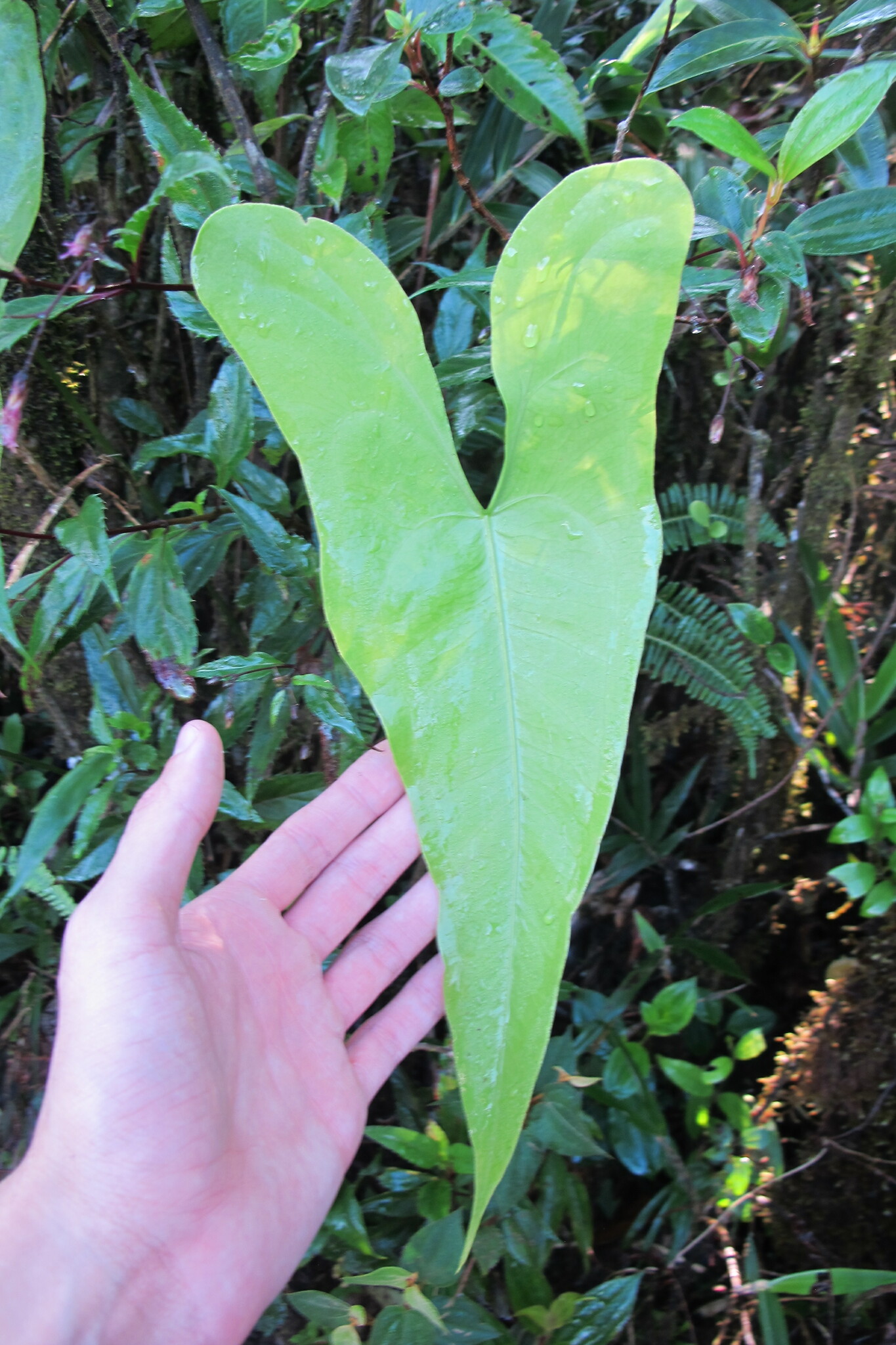Anthurium acutum  iNaturalist