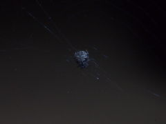 Neoscona menghaiensis