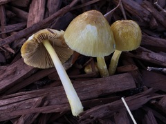 Bolbitius titubans var. olivaceus image