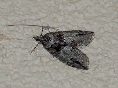 Hydriomena nubilofasciata
