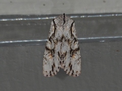 Egira crucialis