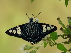 Phocides belus
