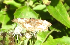 Chiomara georgina georgina