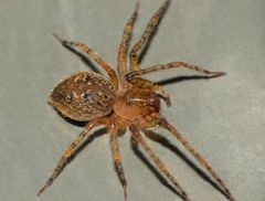 Rapua australis