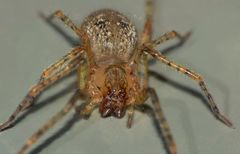 Rapua australis