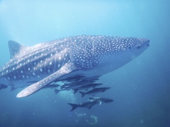 Rachycentron canadum