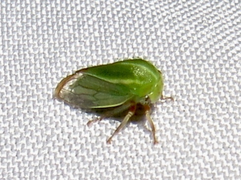 Tortistilus trilineatus