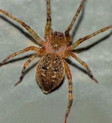 Rapua australis