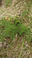 Chaerophyllum eriopodum