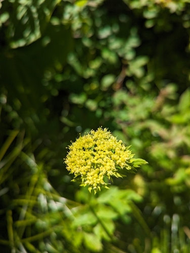Dawson's angelica (Angelica dawsonii)