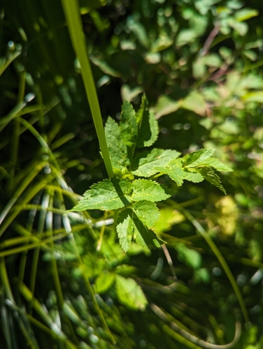 Image of Angelica dawsonii by (c) Caleb Catto, some rights reserved (CC BY)