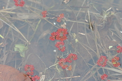Azolla caroliniana