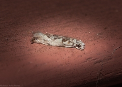 Erechthias mystacinella