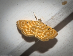Notarcha aurolinealis