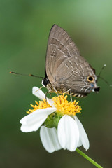 Deudorix epijarbas menesicles