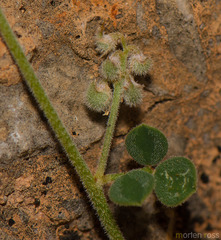 Indigofera nephrocarpa image