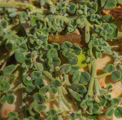 Indigofera nephrocarpa image