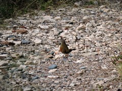 Rhinocrypta lanceolata