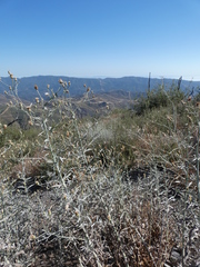 Malacothrix saxatilis arachnoidea