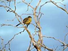 Stigmatura budytoides