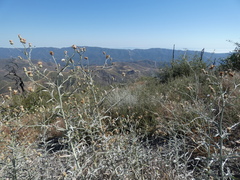 Malacothrix saxatilis arachnoidea