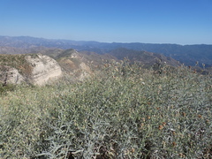 Malacothrix saxatilis arachnoidea