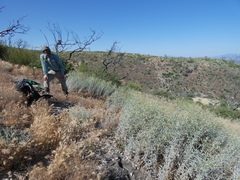 Malacothrix saxatilis arachnoidea