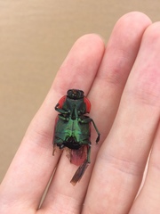 Temognatha variabilis