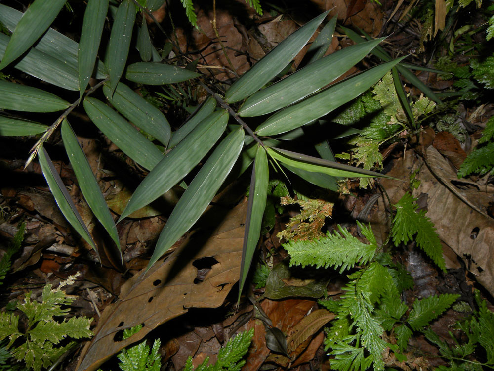 Cryptochloa
