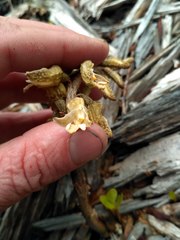 Gastrodia molloyi