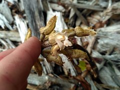 Gastrodia molloyi
