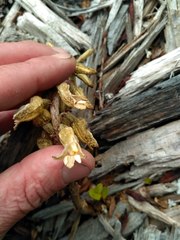 Gastrodia molloyi
