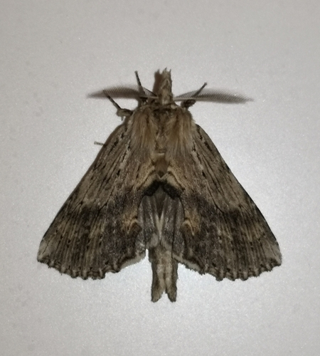 Pale Prominent, Schiermonnikoog, NL-FR, NL, photo 8 of 10