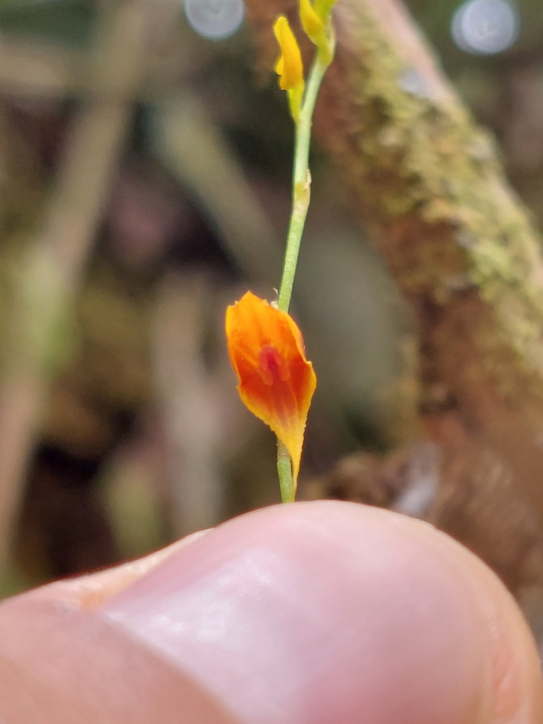 Lepanthes tibouchinicola
